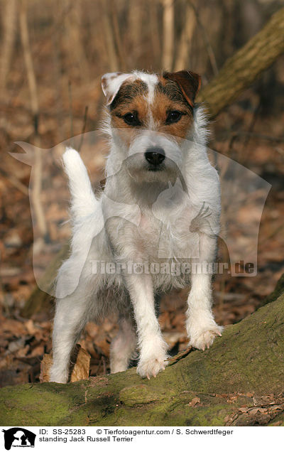 stehender Parson Russell Terrier / standing Parson Russell Terrier / SS-25283