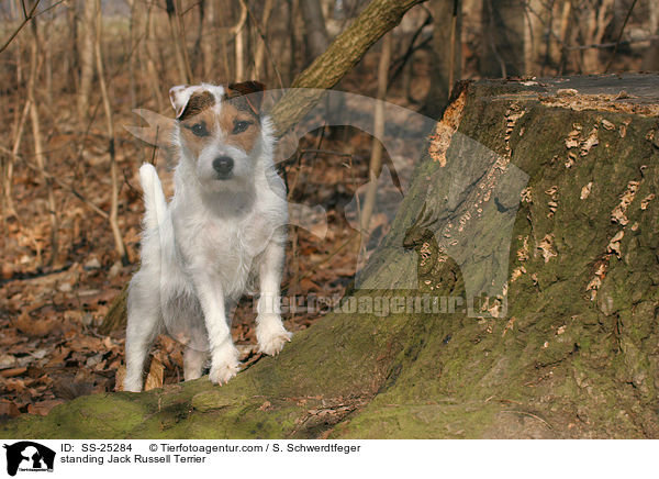 stehender Parson Russell Terrier / standing Parson Russell Terrier / SS-25284