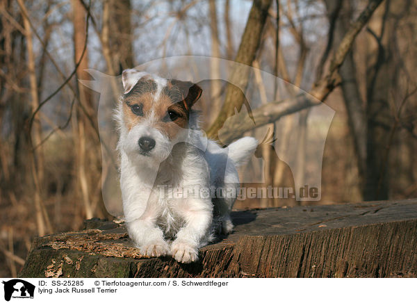 liegender Parson Russell Terrier / lying Parson Russell Terrier / SS-25285