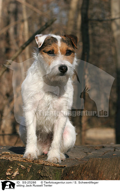 sitzender Parson Russell Terrier / sitting Parson Russell Terrier / SS-25286