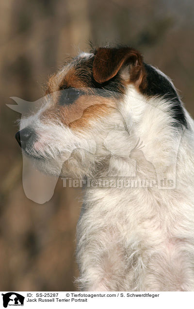 Parson Russell Terrier Portrait / Parson Russell Terrier Portrait / SS-25287