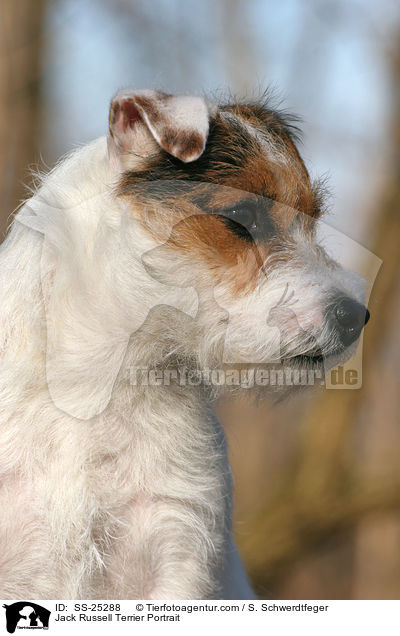 Parson Russell Terrier Portrait / Parson Russell Terrier Portrait / SS-25288