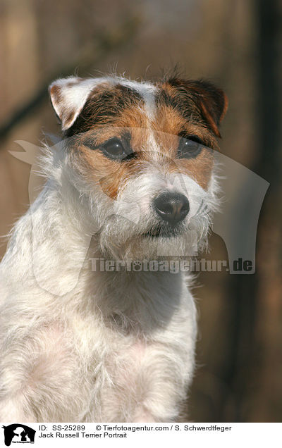 Parson Russell Terrier Portrait / Parson Russell Terrier Portrait / SS-25289