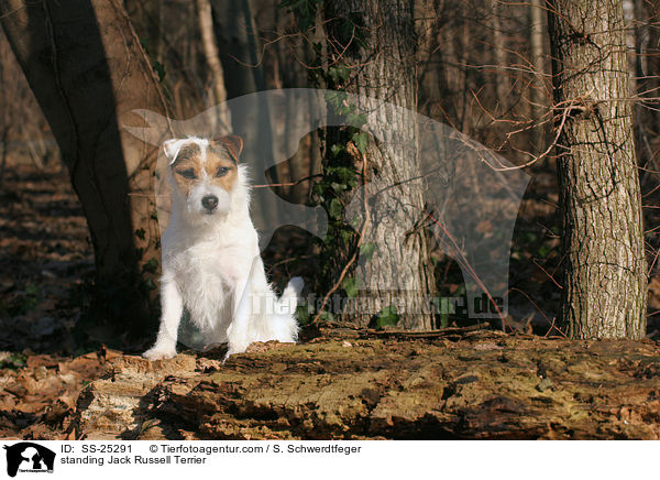 stehender Parson Russell Terrier / standing Parson Russell Terrier / SS-25291