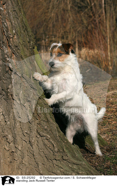 stehender Parson Russell Terrier / standing Parson Russell Terrier / SS-25292