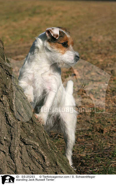 stehender Parson Russell Terrier / standing Parson Russell Terrier / SS-25293