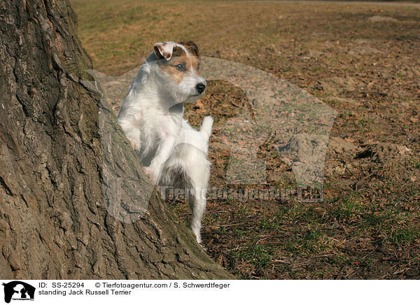 stehender Parson Russell Terrier / standing Parson Russell Terrier / SS-25294