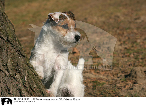 Parson Russell Terrier / Parson Russell Terrier / SS-25295