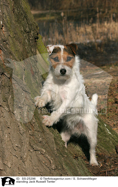 stehender Parson Russell Terrier / standing Parson Russell Terrier / SS-25296