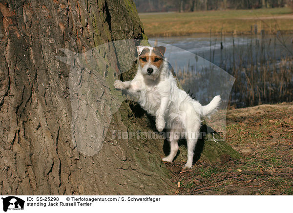 stehender Parson Russell Terrier / standing Parson Russell Terrier / SS-25298