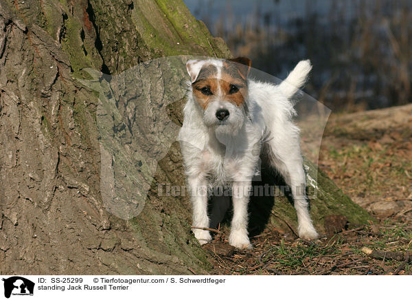stehender Parson Russell Terrier / standing Parson Russell Terrier / SS-25299