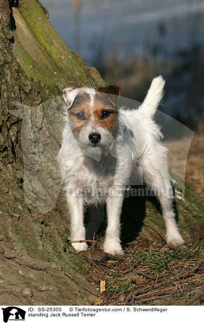stehender Parson Russell Terrier / standing Parson Russell Terrier / SS-25300