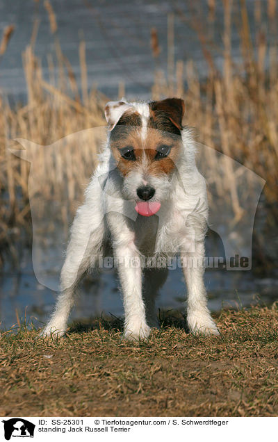 stehender Parson Russell Terrier / standing Parson Russell Terrier / SS-25301