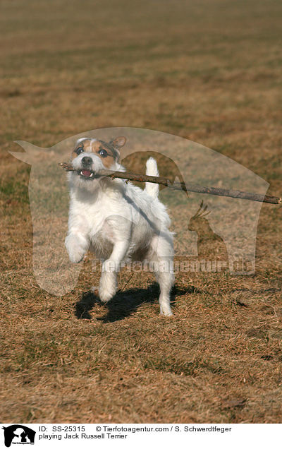 spielender Parson Russell Terrier / playing Parson Russell Terrier / SS-25315