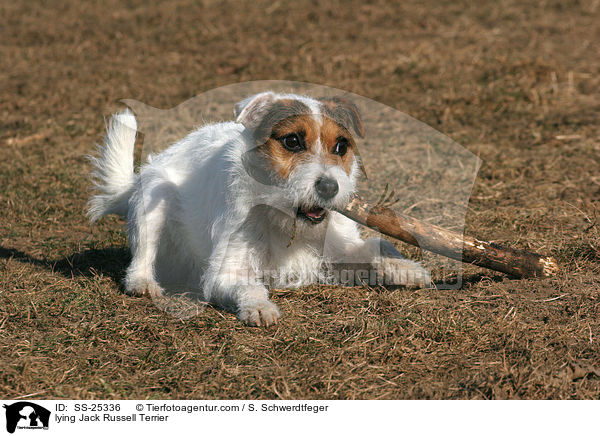 liegender Parson Russell Terrier / lying Parson Russell Terrier / SS-25336