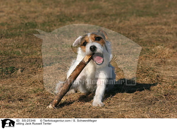sitzender Parson Russell Terrier / sitting Parson Russell Terrier / SS-25346