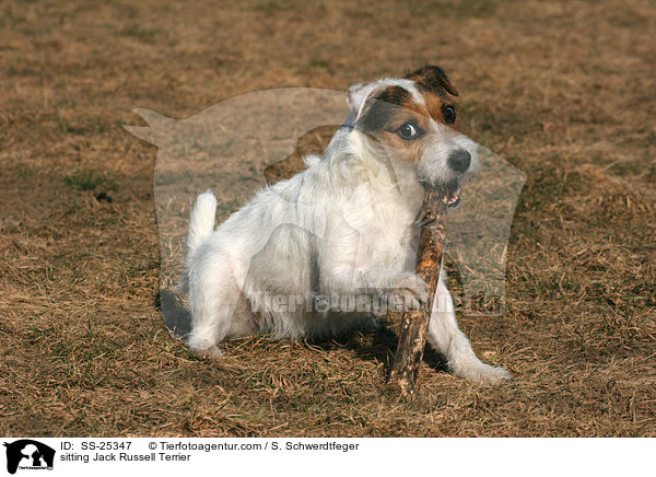 sitzender Parson Russell Terrier / sitting Parson Russell Terrier / SS-25347