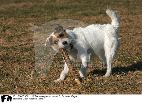 stehender Parson Russell Terrier / standing Parson Russell Terrier / SS-25350