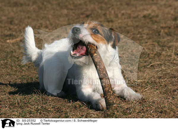 liegender Parson Russell Terrier / lying Parson Russell Terrier / SS-25352