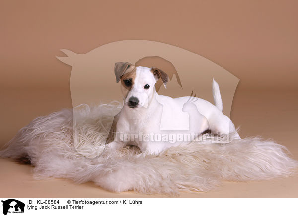 liegender Jack Russell Terrier / lying Jack Russell Terrier / KL-08584