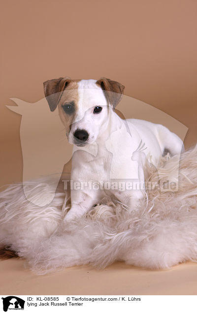 liegender Jack Russell Terrier / lying Jack Russell Terrier / KL-08585