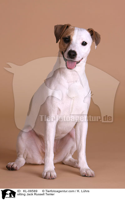 sitzender Jack Russell Terrier / sitting Jack Russell Terrier / KL-08589