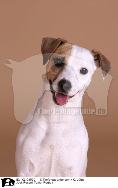 Jack Russell Terrier Portrait / Jack Russell Terrier Portrait / KL-08590