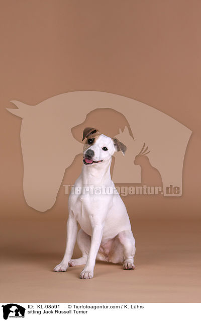 sitzender Jack Russell Terrier / sitting Jack Russell Terrier / KL-08591
