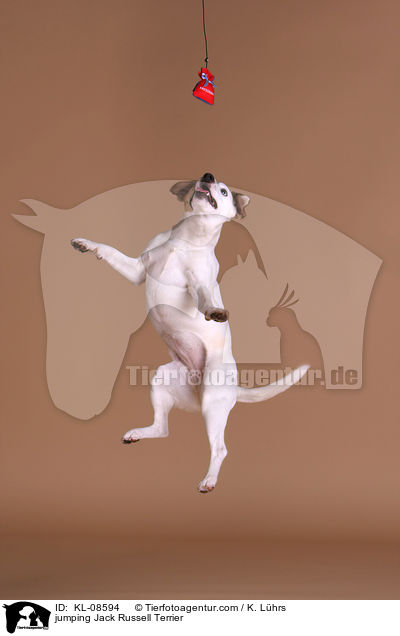 springender Jack Russell Terrier / jumping Jack Russell Terrier / KL-08594