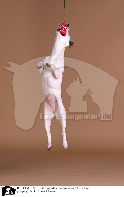 springender Jack Russell Terrier / jumping Jack Russell Terrier / KL-08595