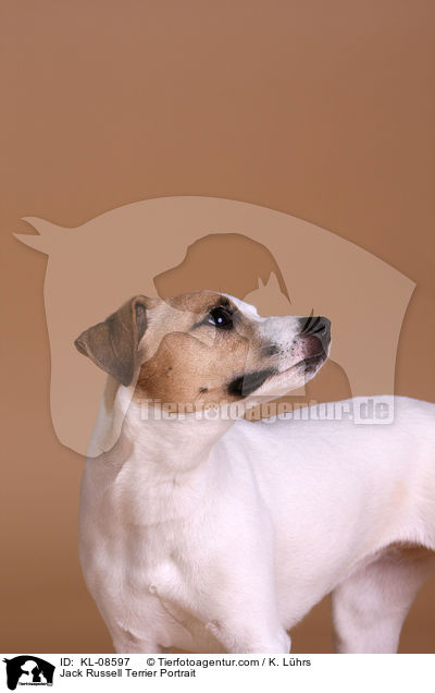 Jack Russell Terrier Portrait / Jack Russell Terrier Portrait / KL-08597