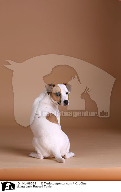 sitzender Jack Russell Terrier / sitting Jack Russell Terrier / KL-08598