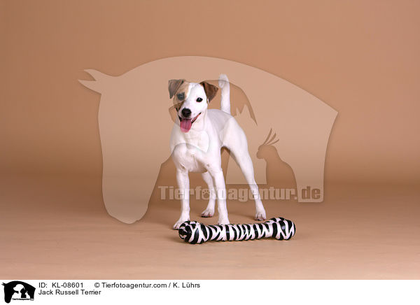 Jack Russell Terrier / Jack Russell Terrier / KL-08601