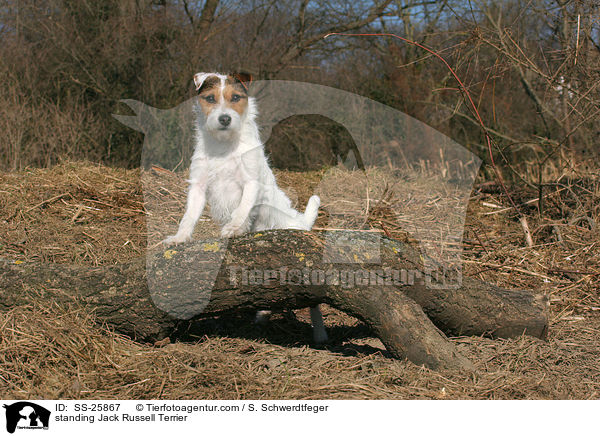 stehender Parson Russell Terrier / standing Parson Russell Terrier / SS-25867