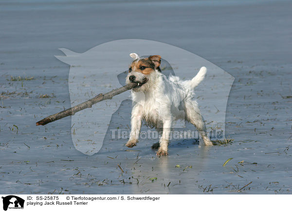spielender Parson Russell Terrier / playing Parson Russell Terrier / SS-25875