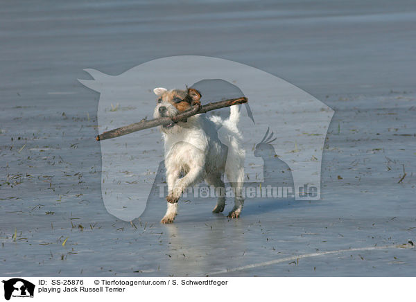 spielender Parson Russell Terrier / playing Parson Russell Terrier / SS-25876