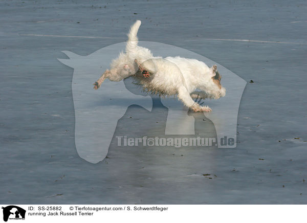 rennender Parson Russell Terrier / running Parson Russell Terrier / SS-25882
