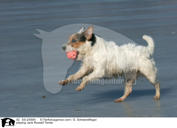 spielender Parson Russell Terrier / playing Parson Russell Terrier / SS-25884