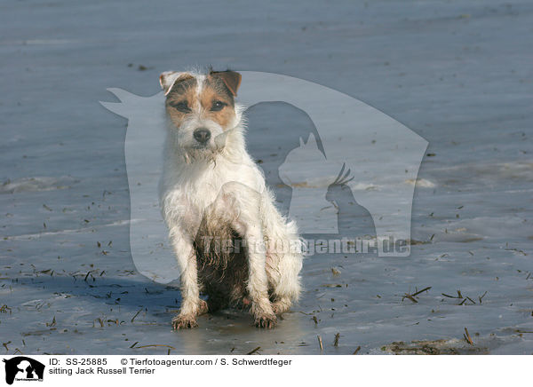 sitzender Parson Russell Terrier / sitting Parson Russell Terrier / SS-25885
