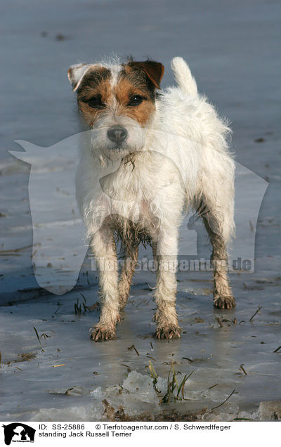 stehender Parson Russell Terrier / standing Parson Russell Terrier / SS-25886