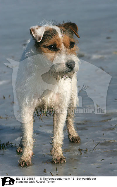 stehender Parson Russell Terrier / standing Parson Russell Terrier / SS-25887
