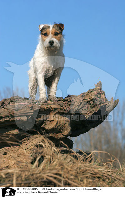 Parson Russell Terrier / standing Parson Russell Terrier / SS-25895