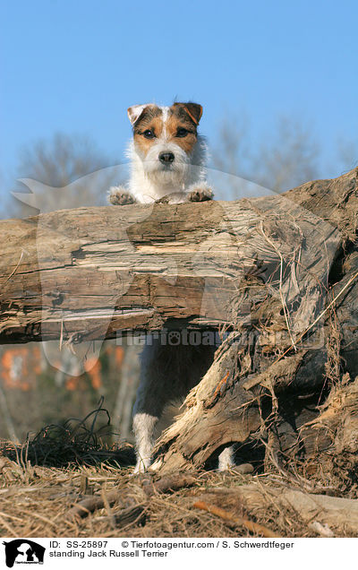 stehender Parson Russell Terrier / standing Parson Russell Terrier / SS-25897