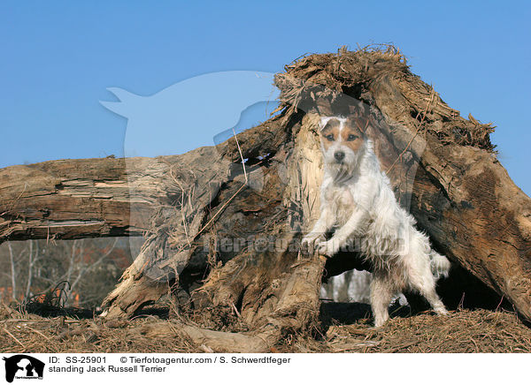 stehender Parson Russell Terrier / standing Parson Russell Terrier / SS-25901