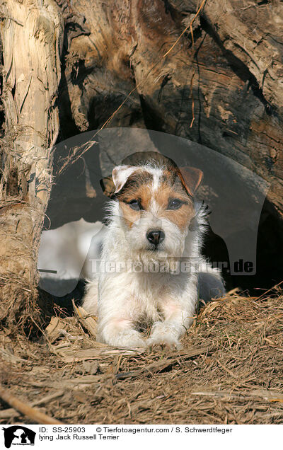 liegender Parson Russell Terrier / lying Parson Russell Terrier / SS-25903