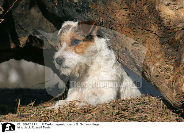 liegender Parson Russell Terrier / lying Parson Russell Terrier / SS-25911