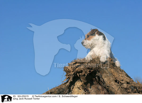 liegender Parson Russell Terrier / lying Parson Russell Terrier / SS-25915
