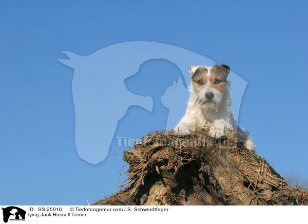 liegender Parson Russell Terrier / lying Parson Russell Terrier / SS-25916