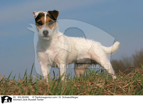 frisch getrimmter Parson Russell Terrier / trimmed Parson Russell Terrier / SS-26266