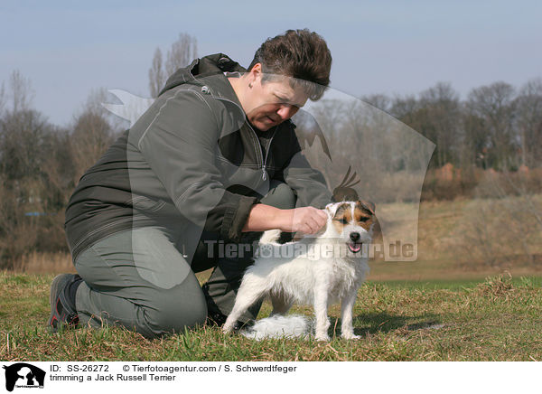 Rarson Russell Terrier wird getrimmt / trimming a Parson Russell Terrier / SS-26272